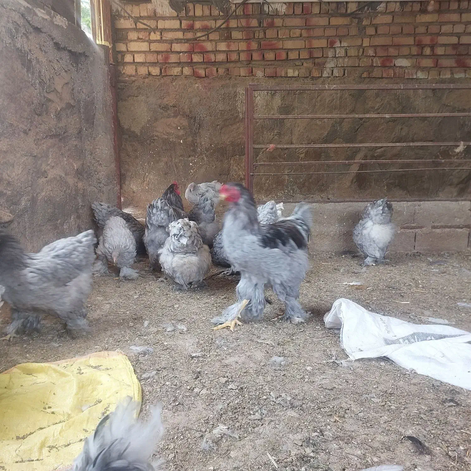 تخم نطفه دار برهما بلو|حیوانات مزرعه|تهران, پرستار|دیوار