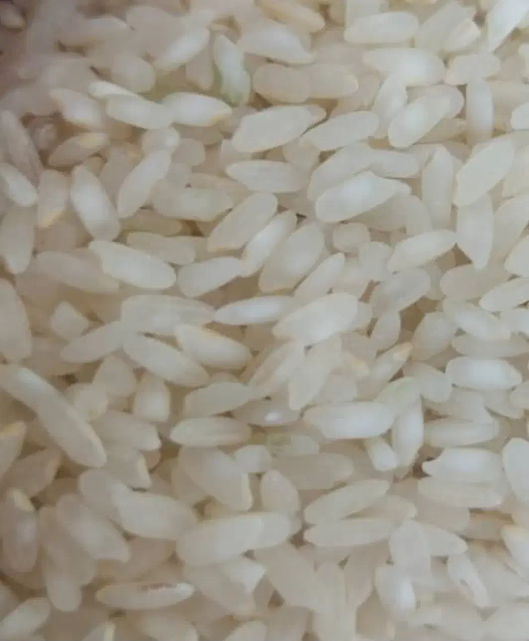 برنج کامفیروزی اصل|خوردنی و آشامیدنی|شیراز, شهرک بهشتی|دیوار