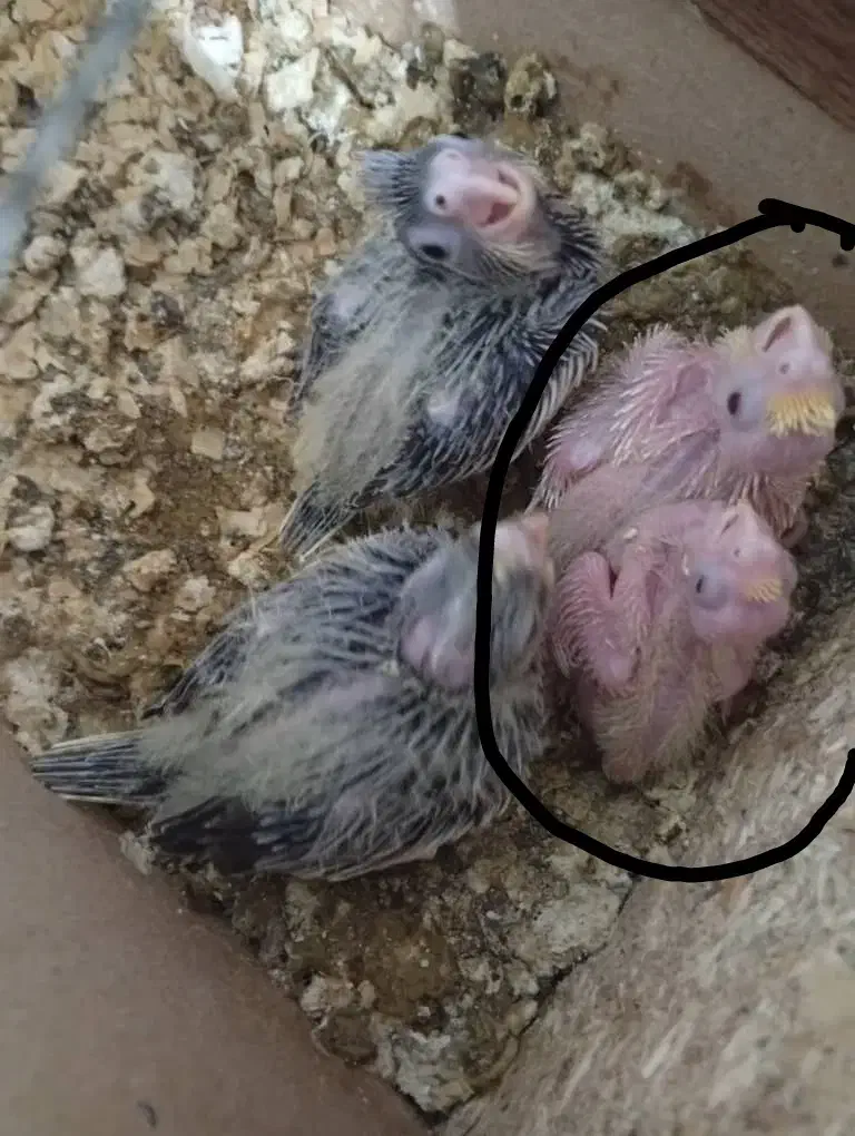 جوجه عروس سرلاکی لیتینو|پرنده|برازجان, |دیوار