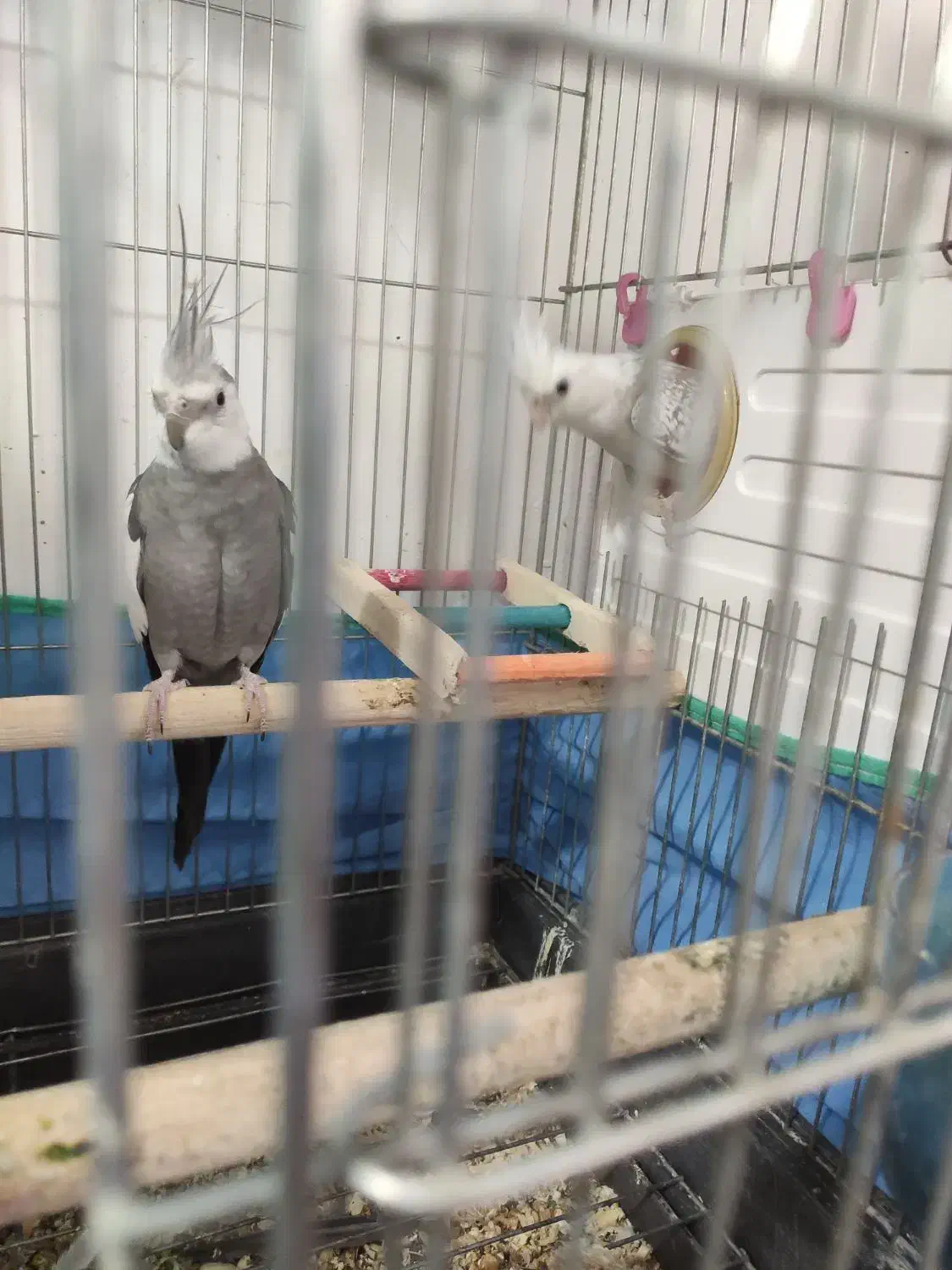 فروش عروس هلندی|پرنده|سنندج, |دیوار