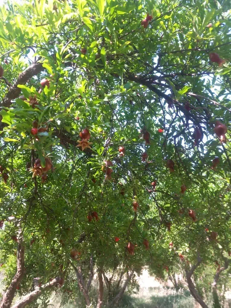 فروش باغ انار|فروش زمین و ملک کلنگی|کوهنانی, |دیوار