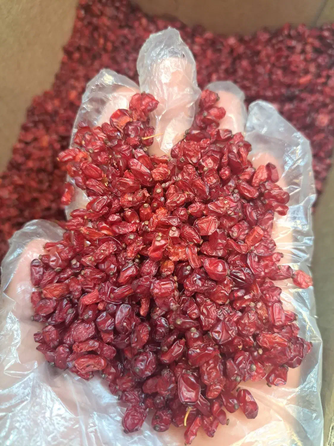 زرشک تازه ناب بیرجند|خوردنی و آشامیدنی|تربت جام, پاسداران|دیوار