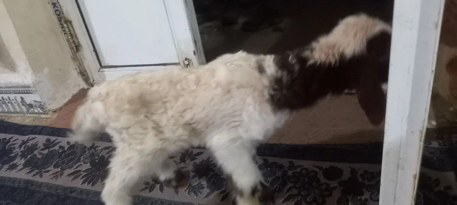 بره|حیوانات مزرعه|حمیل, |دیوار