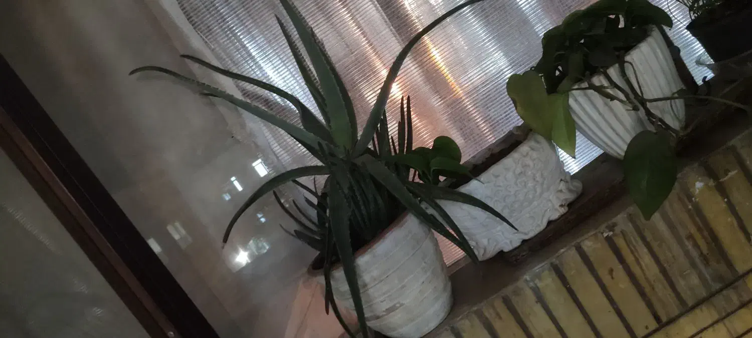 پایه گل همراه با گل و گلدون ها و یک گل آلوئه ورا|گل و گیاه طبیعی|گلبهار, شهر جدید گلبهار|دیوار