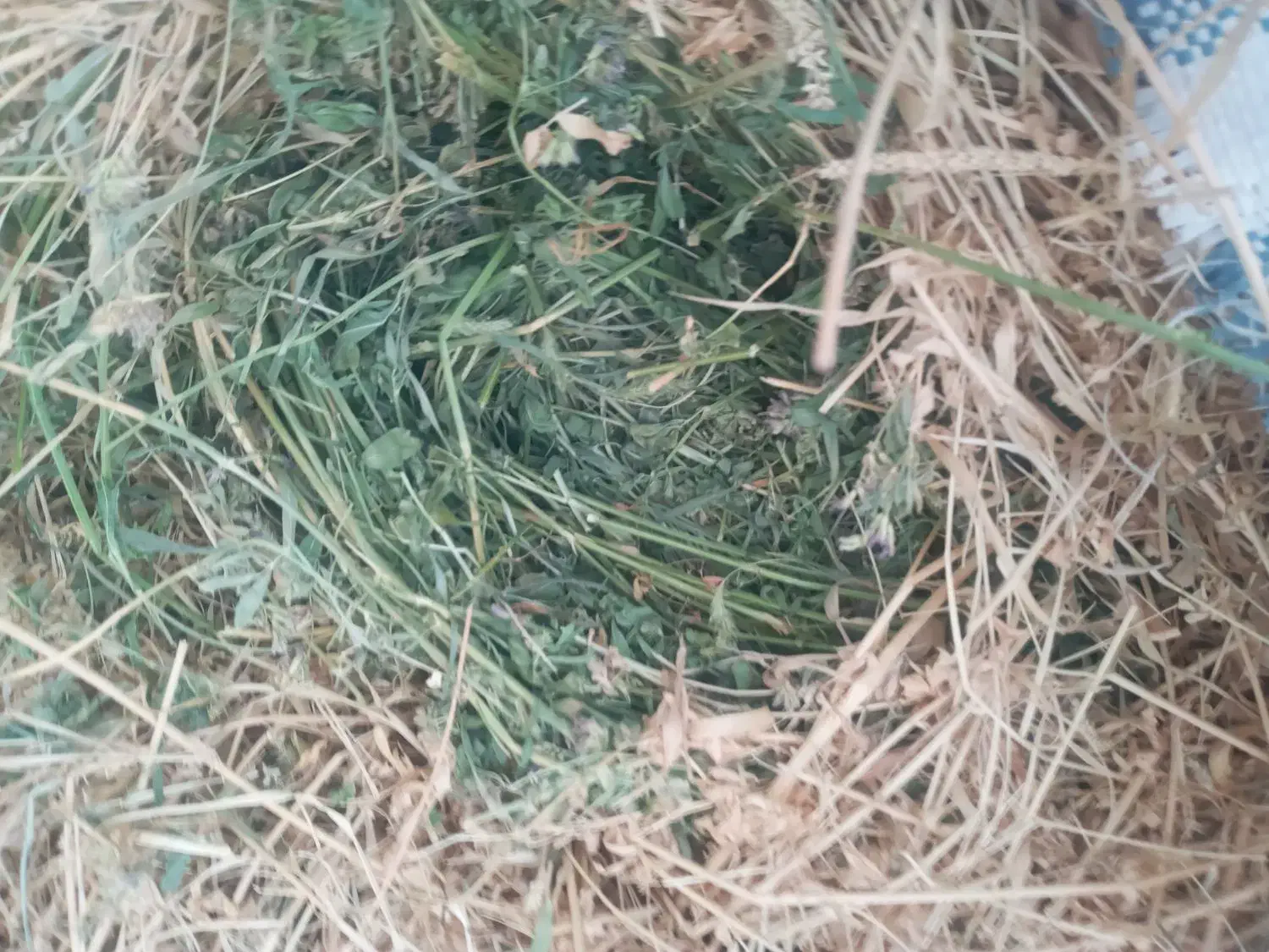 یونجه خالص|حراج|پلدشت, |دیوار