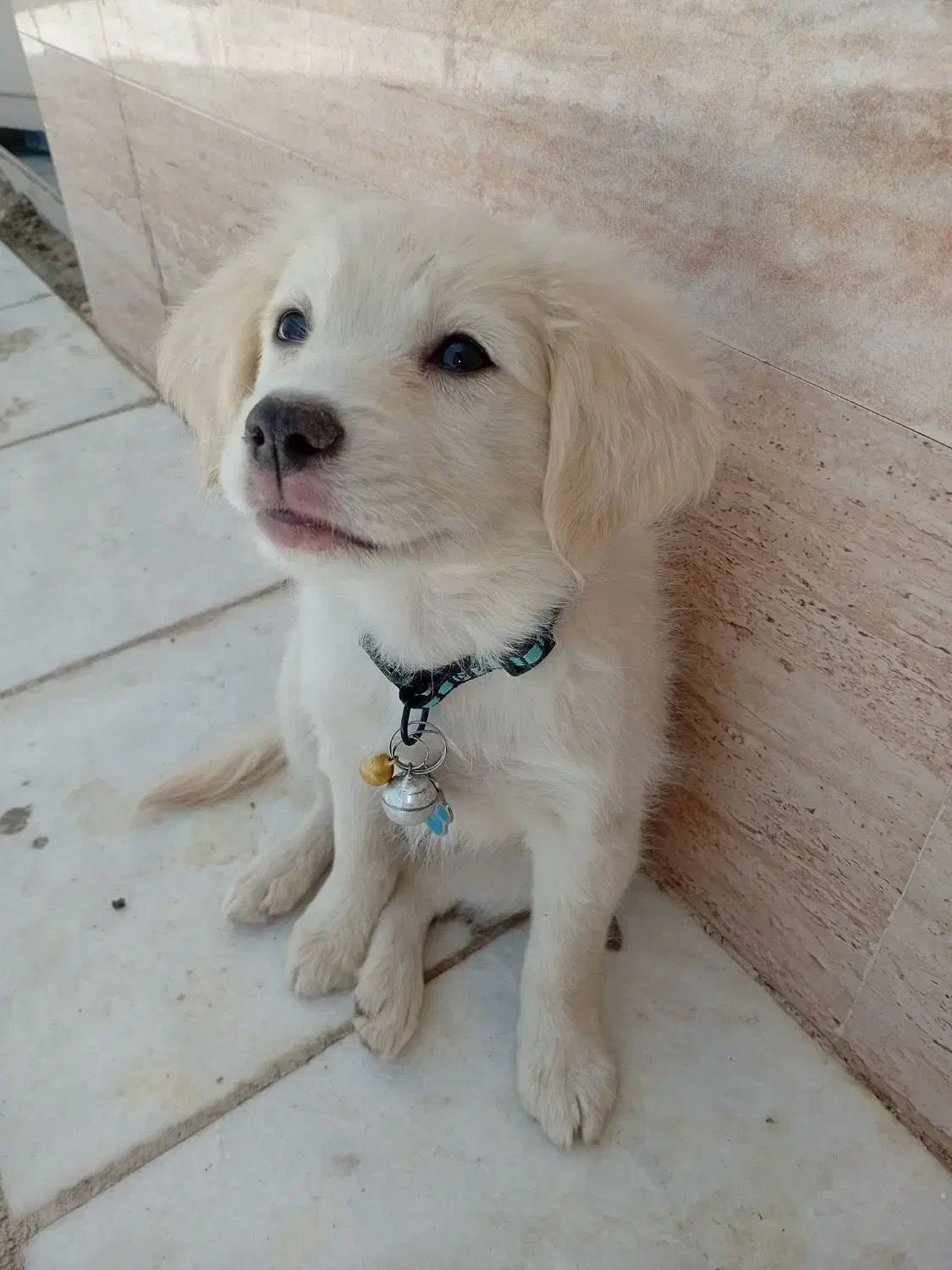 سگ پاپی|سگ|اصفهان, کوی امیریه|دیوار