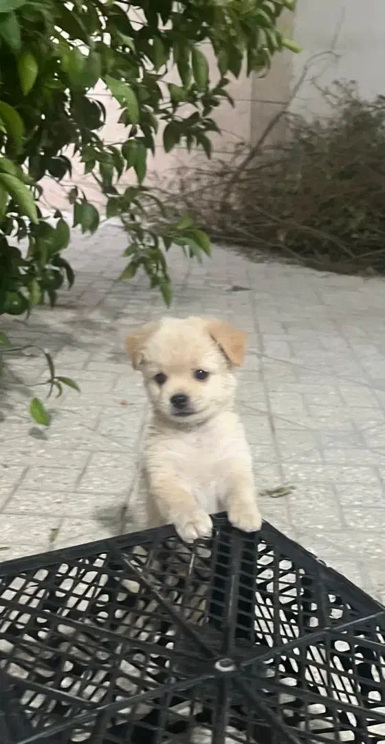 سگ پاپی خوشکل رنگ شکری|سگ|شیبکوه (فارس), |دیوار