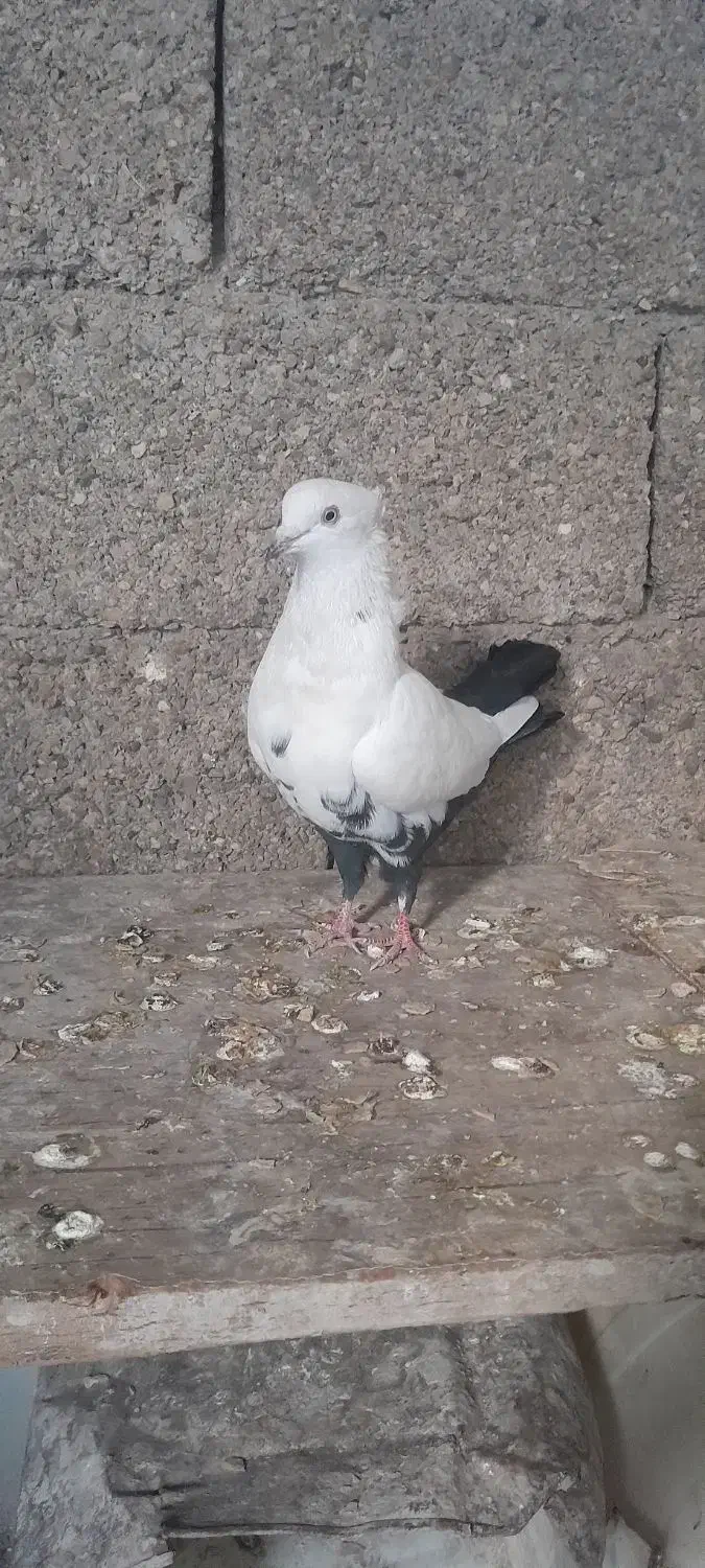 دم شلواری سیاه|پرنده|بهبهان, |دیوار