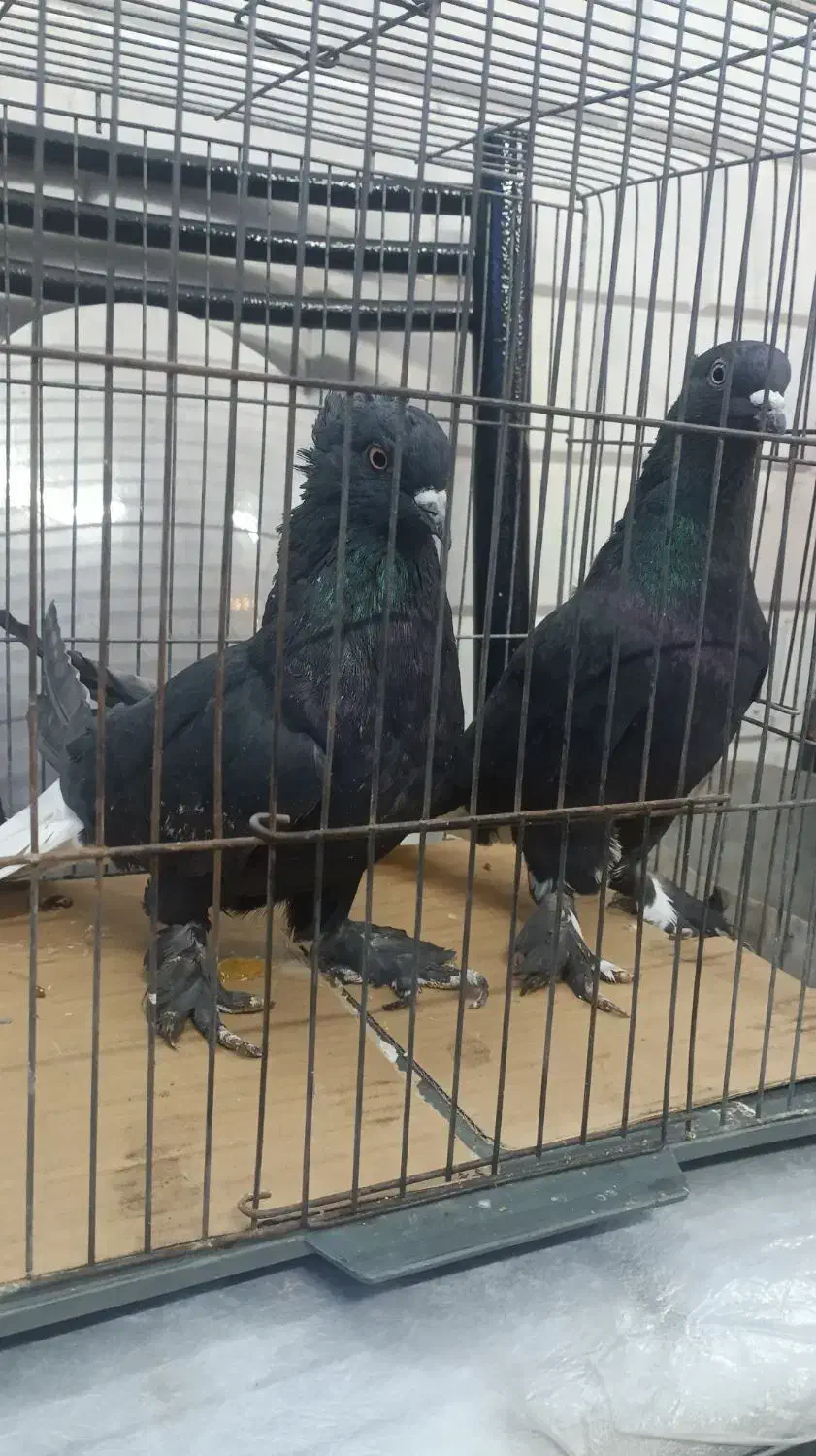 زاغ دم سفید|پرنده|قم, منبع آب|دیوار