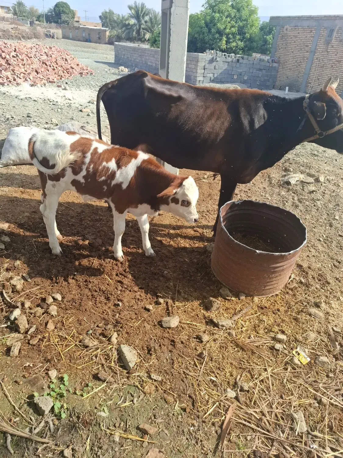 گاو گوساله نرسوزنی هلشتاین|حیوانات مزرعه|بندرعباس, |دیوار