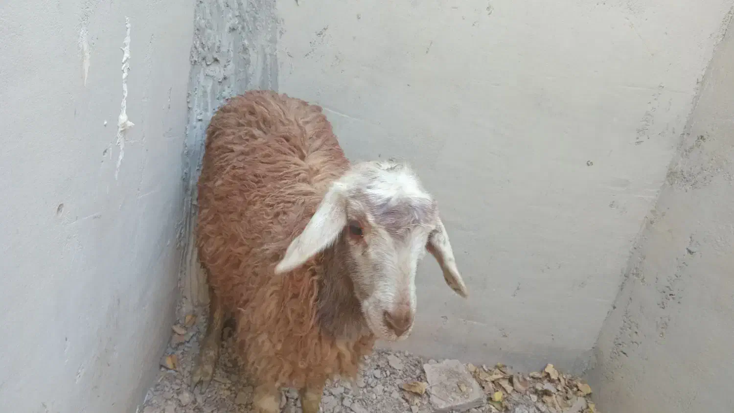 بره میش بز بزغاله|حیوانات مزرعه|اصفهان, دهنو|دیوار