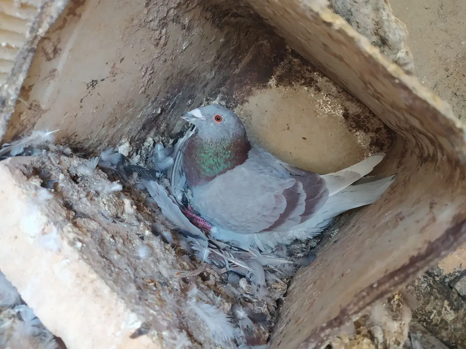 بوم پلاکی|پرنده|شاهین‌شهر, عطار|دیوار