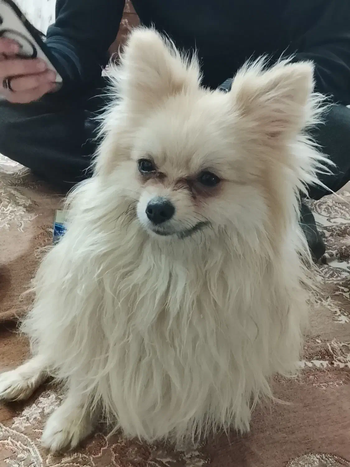 پامرخرسی اصلی|سگ|اصفهان, شیخ اشراق|دیوار