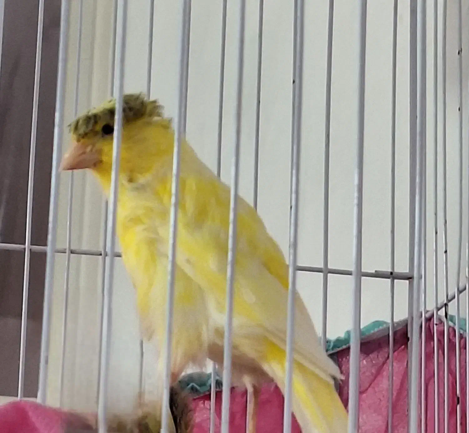 قناری ماده سالم|پرنده|رشت, عینک|دیوار