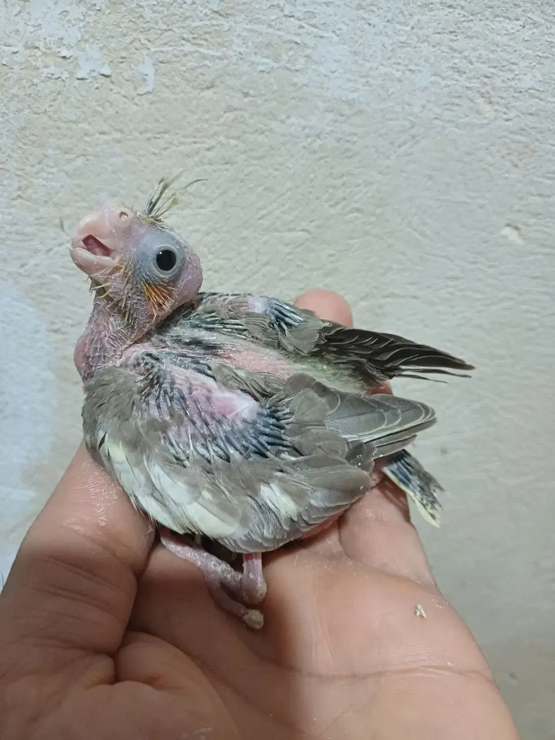 جوجه سرلاکی عروس هلندی سالم وسرحال|پرنده|گرگان, |دیوار