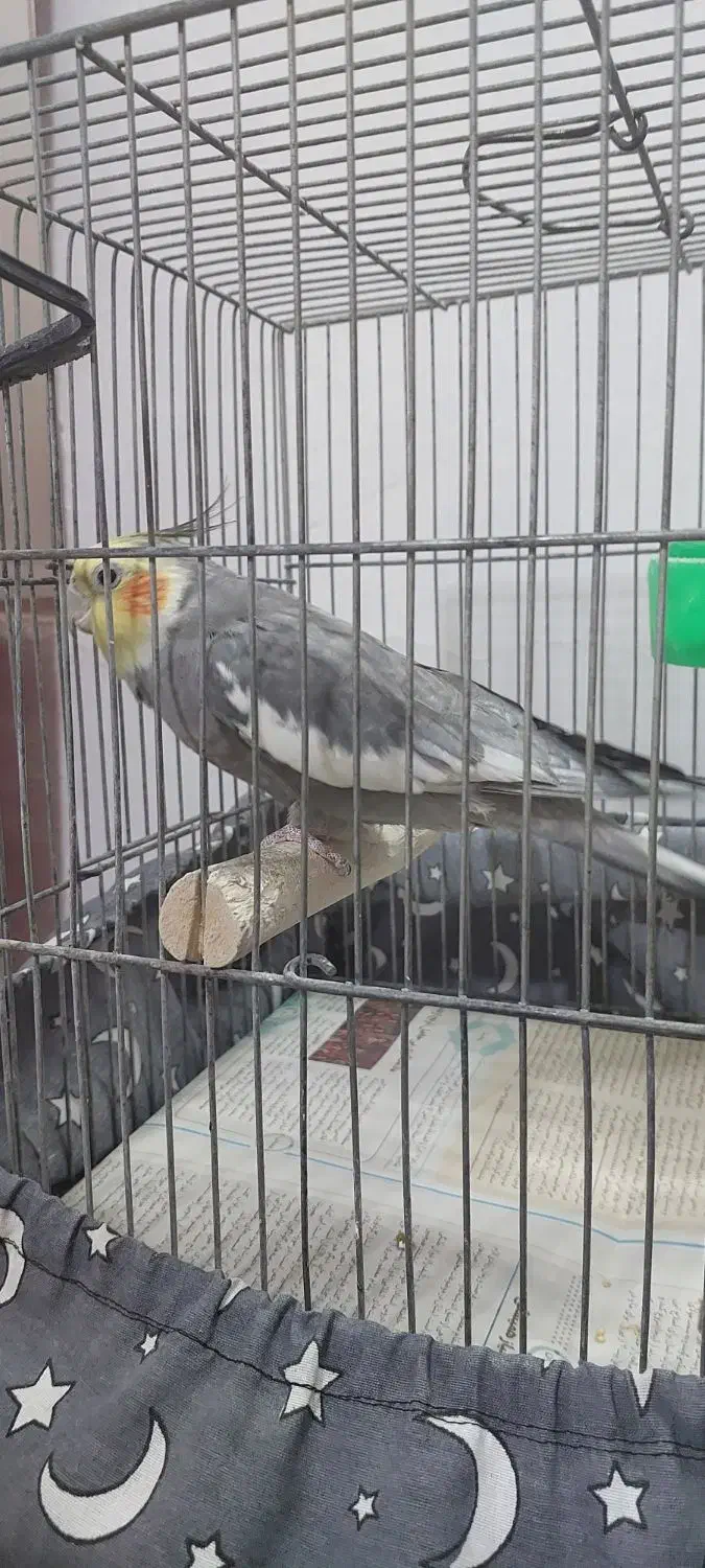 عروس هلندی سیامون نر سخنگو|پرنده|مشهد, شهید قربانی|دیوار