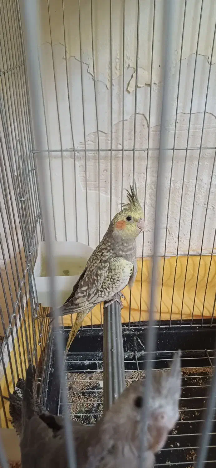 جوجه عروس هلندی معاوظه با برزیلی ماده|پرنده|شیروان (لرستان), |دیوار