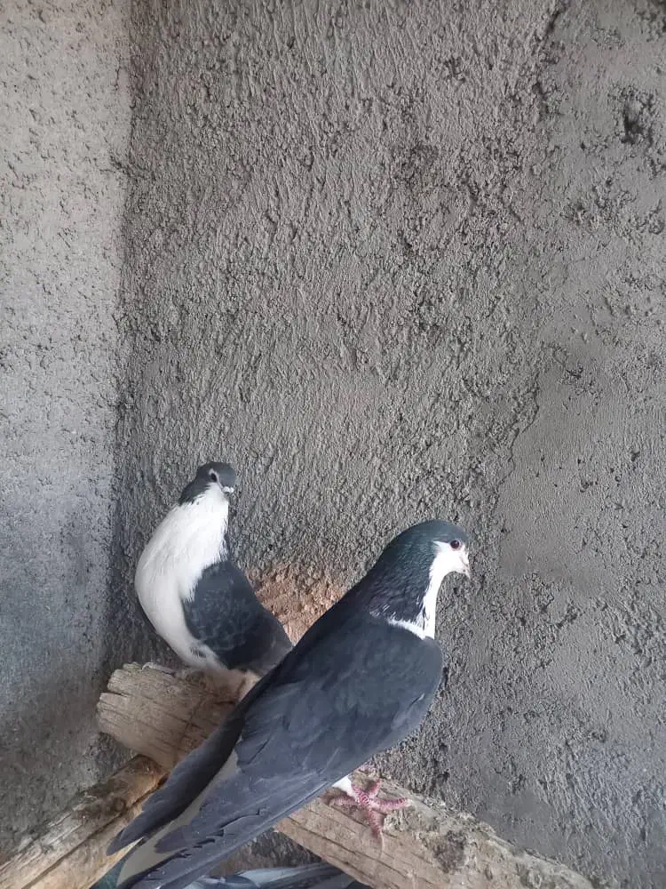 کبوتردمگیر|پرنده|برخوار, |دیوار