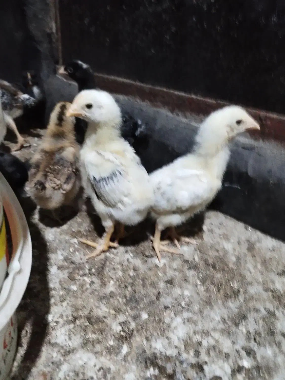 ۱۰۰ جوجه محلی ۲۰ روزه کرچ شو|حیوانات مزرعه|بابل, |دیوار