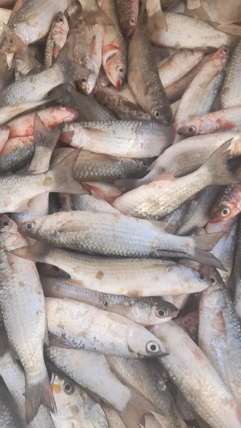 بیاح|ماهی|آبادان, |دیوار