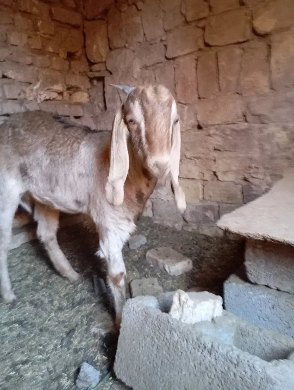 بز و کره|حیوانات مزرعه|رفسنجان, |دیوار