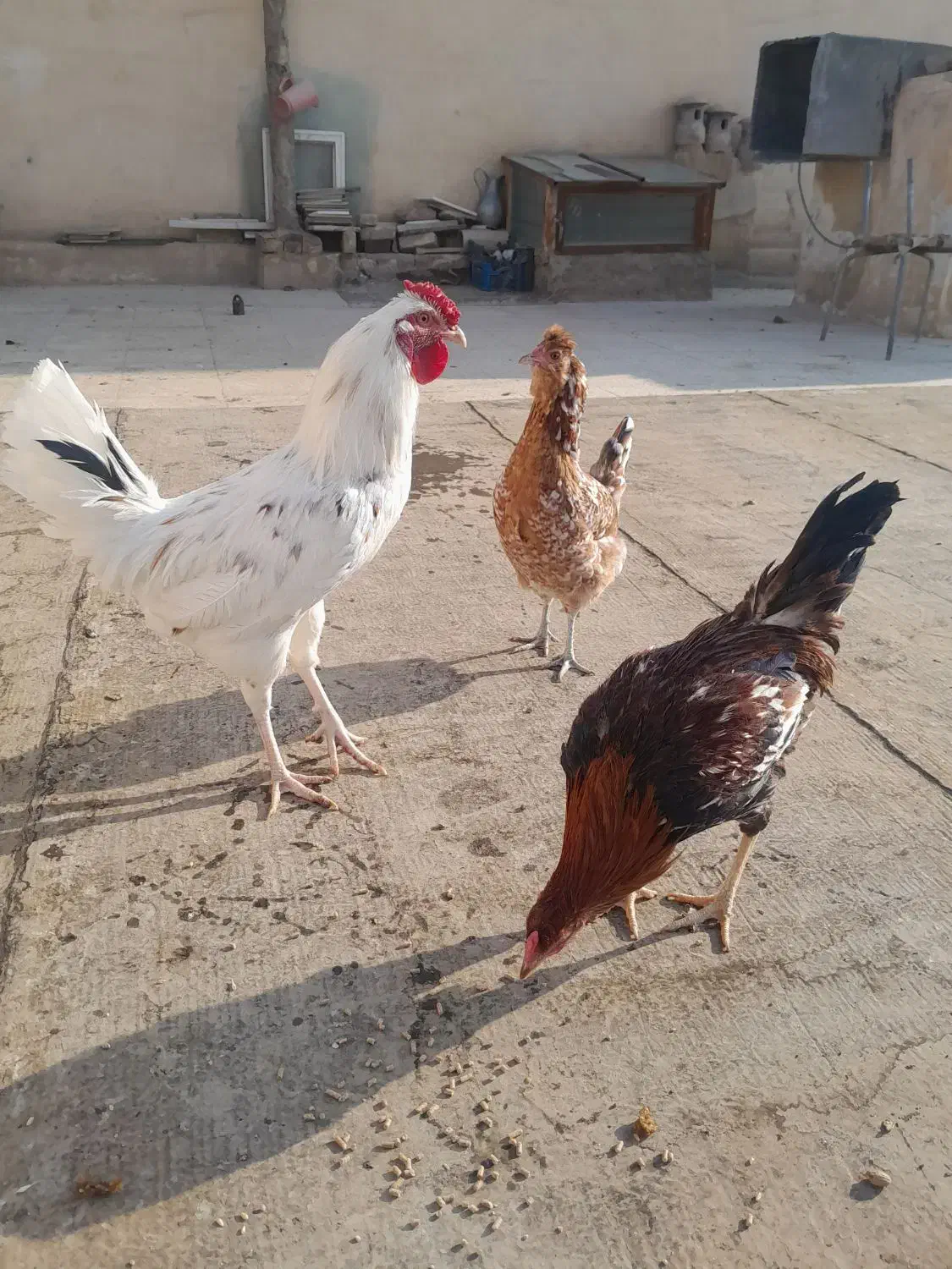 خروس|حیوانات مزرعه|اصفهان, کساره|دیوار