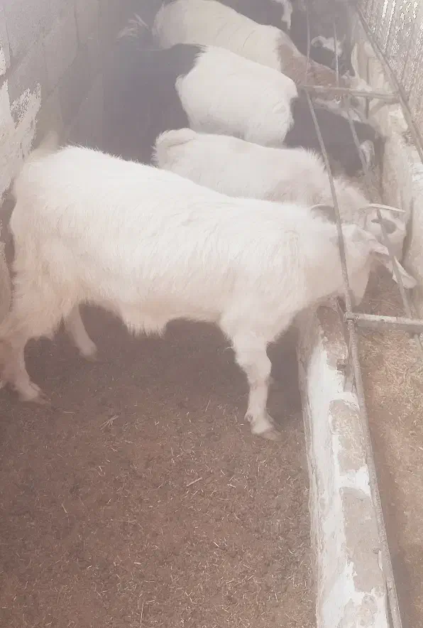 دو تا بز ماده و دوتا بزغاله|حیوانات مزرعه|هشتگرد, هیو|دیوار