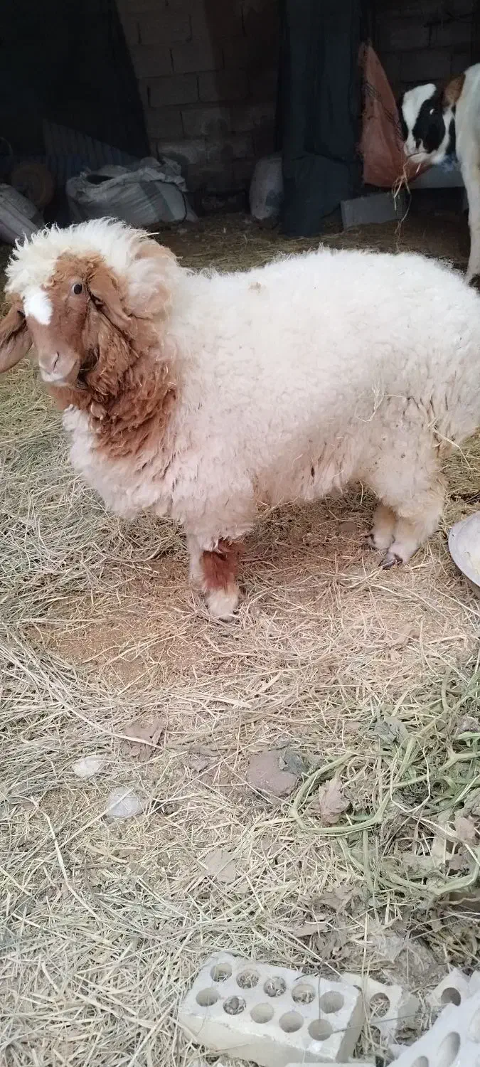 بره ماده|حیوانات مزرعه|کرخه, |دیوار