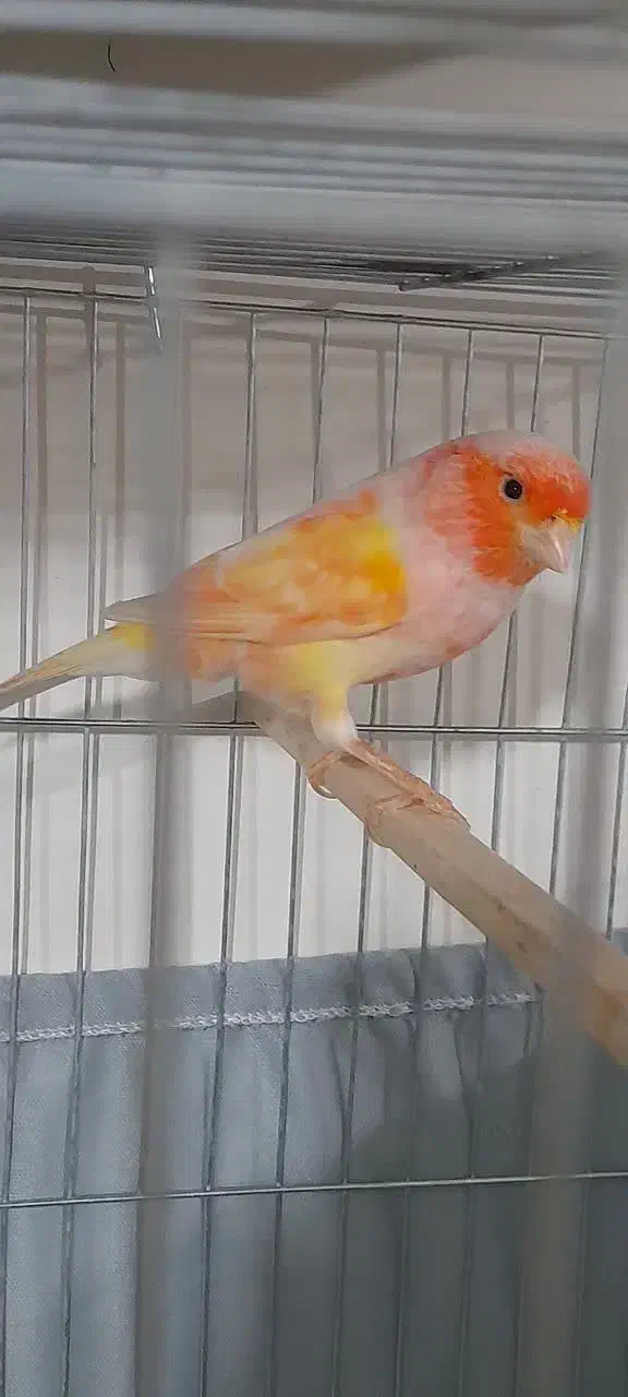 قناری ماده جوان سوپری سرخ اماده و سر حال|پرنده|گلستان (تهران), |دیوار