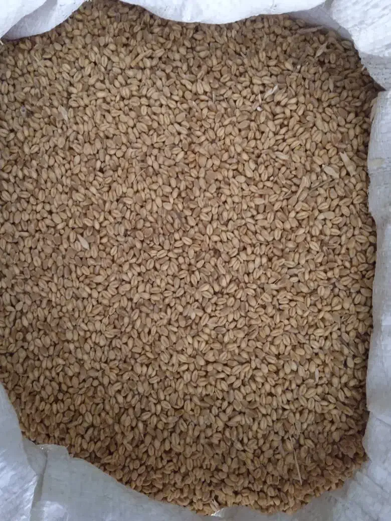 فروش گندم|عمده‌فروشی|یامچی, |دیوار