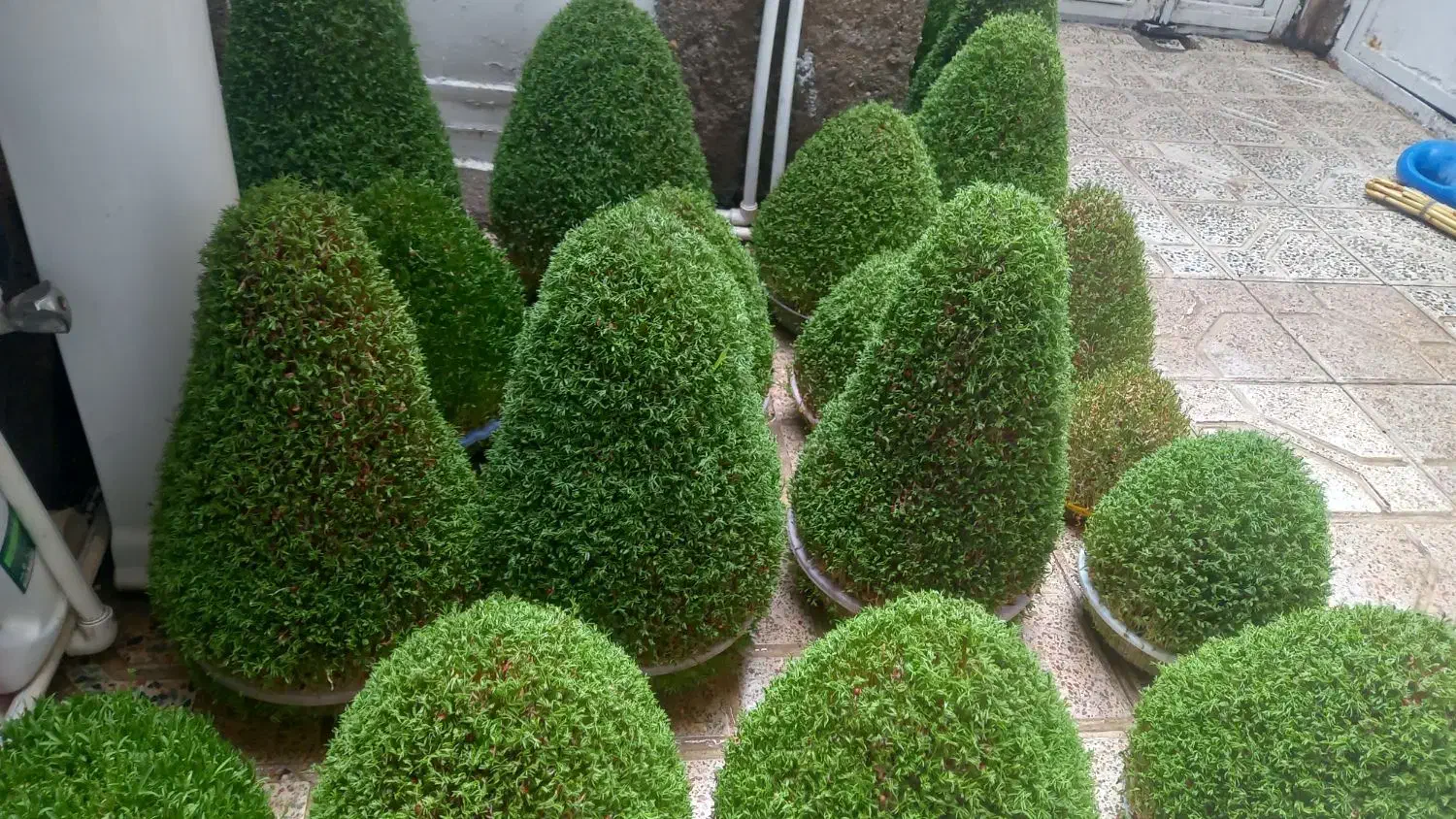 سبزه مراسمات|گل و گیاه طبیعی|کوهدشت, |دیوار