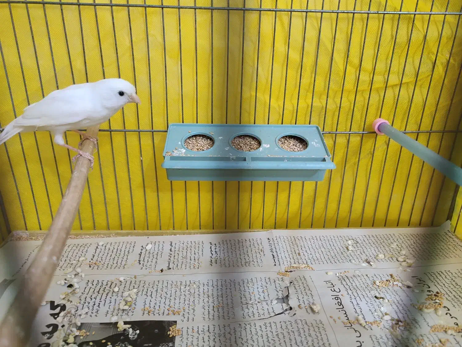 قناری نر ریز خون|پرنده|تفت, |دیوار