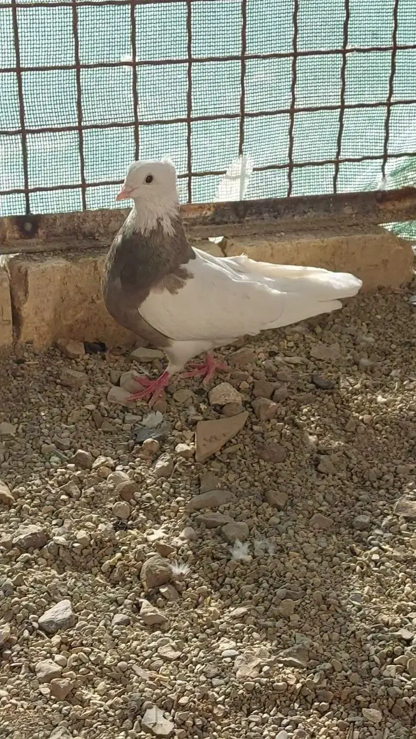 کبوتر طوقی|پرنده|آبیک, |دیوار