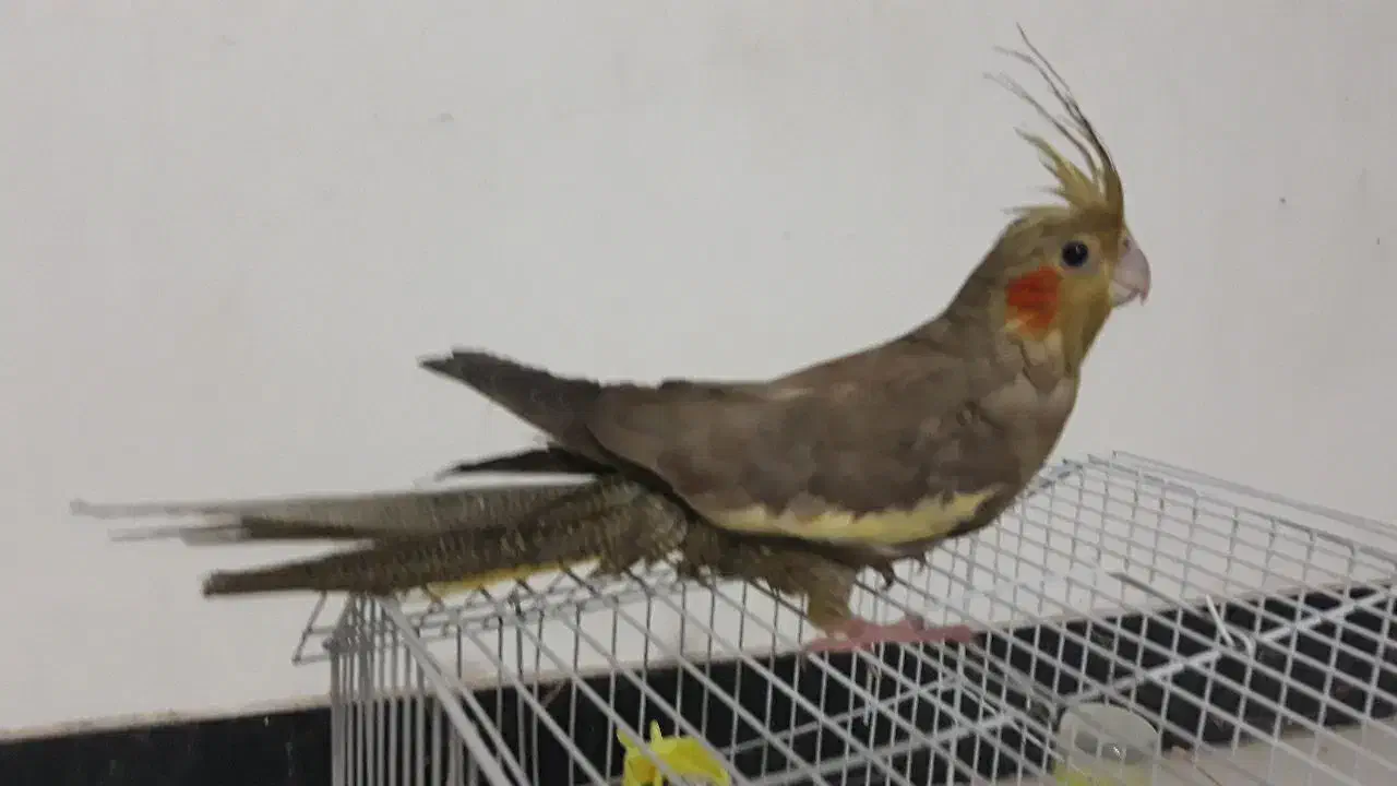 عروس هلندی قیمت ۶۰۰|پرنده|فردوس (خراسان), |دیوار