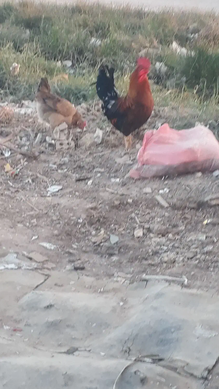 خروس ومرغ عربی اصل|حیوانات مزرعه|اهواز, گلدشت|دیوار