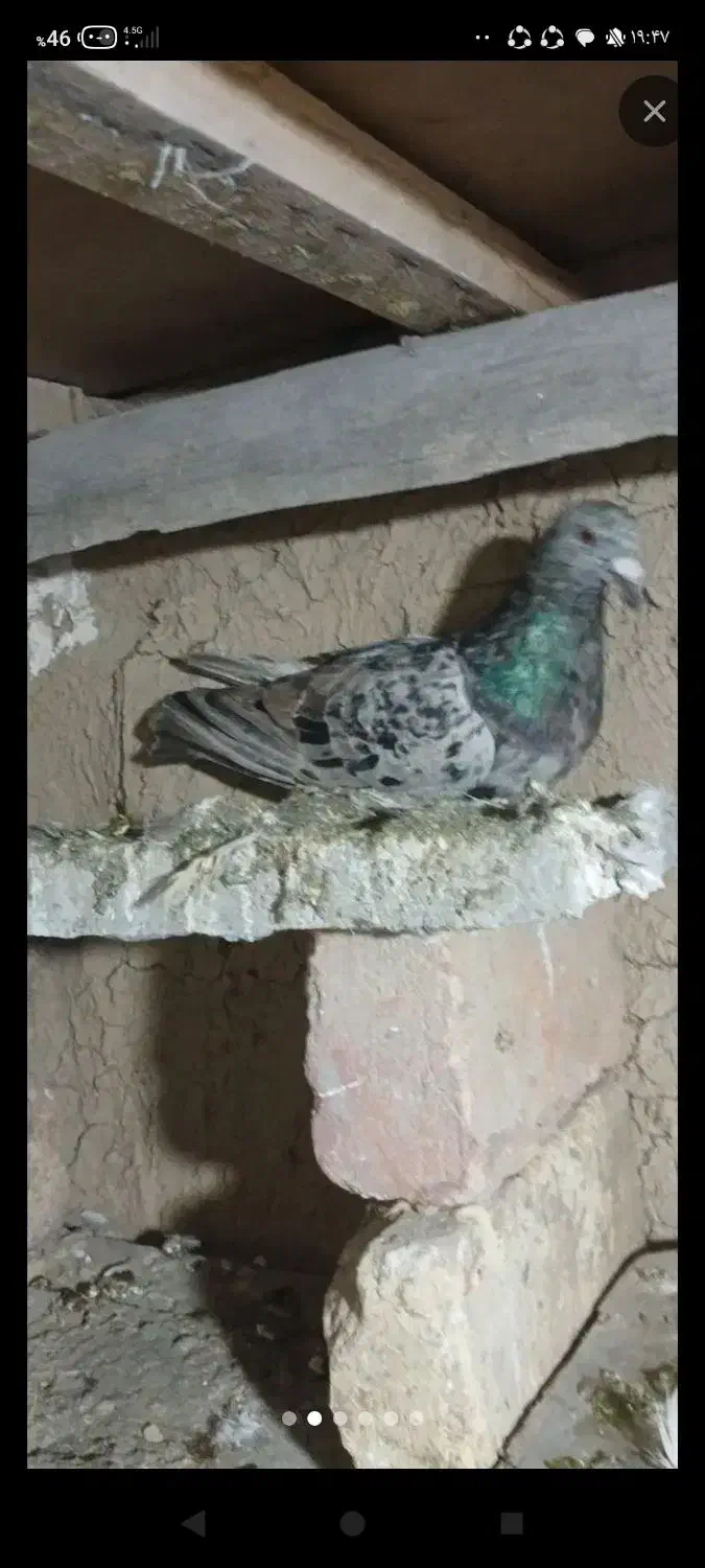 یک عددکوهی مایدوم نر|حیوانات|همدان, |دیوار