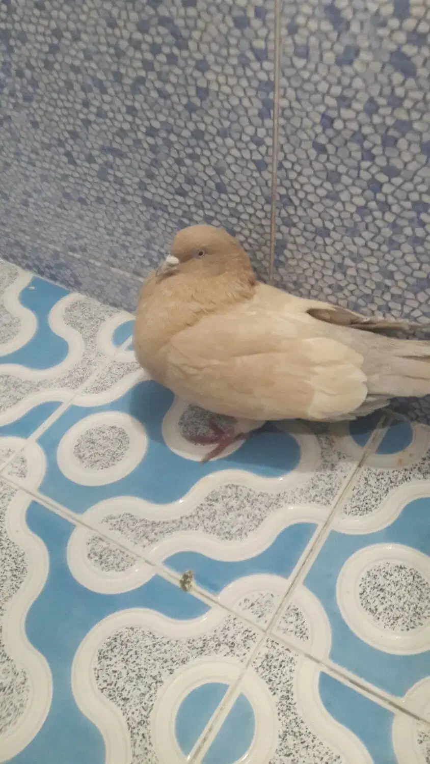 کبوتر کله ای هندی برنجی|پرنده|نجف‌آباد, یزدانشهر|دیوار