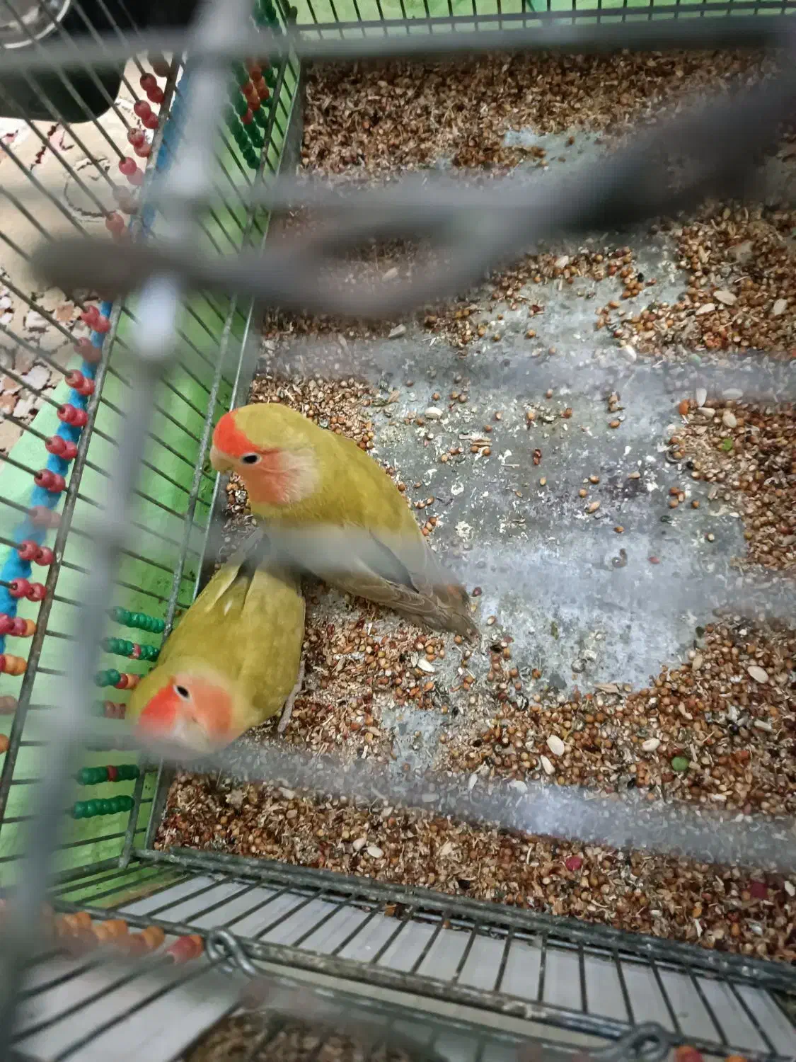 طوطی برزیلی|پرنده|بندر ماهشهر, |دیوار