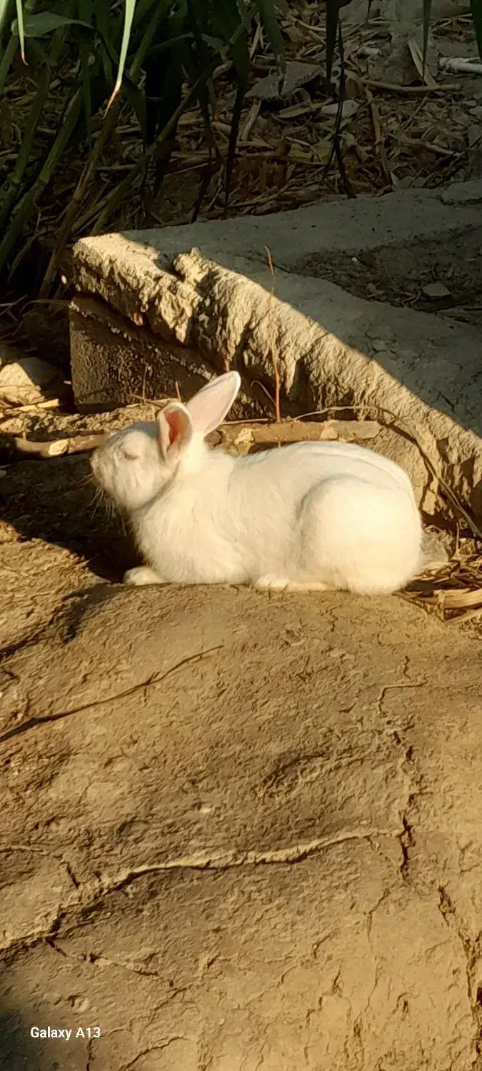 یه جفت خرگوش|موش و خرگوش|گنبد کاووس, |دیوار