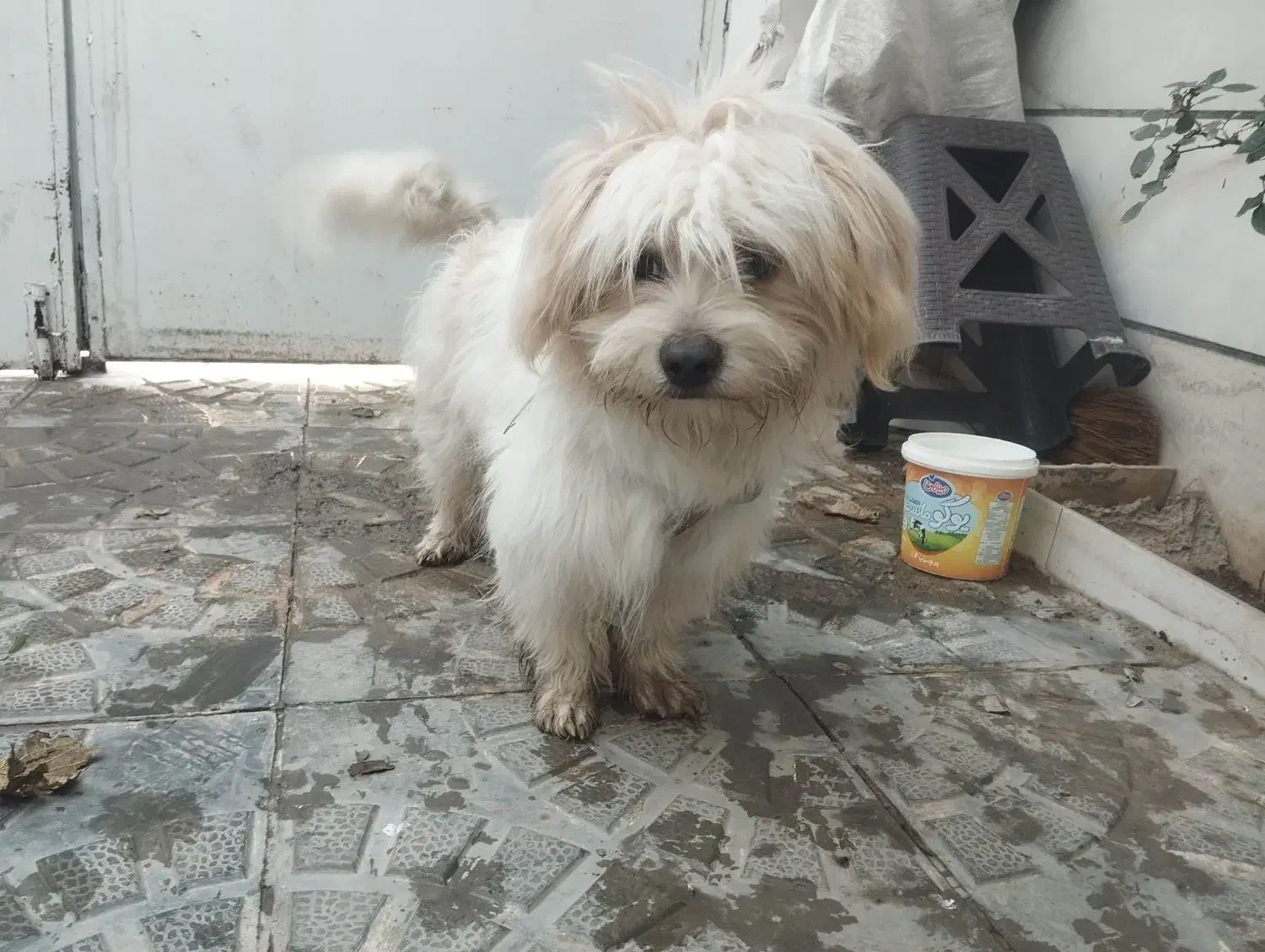 سگ شیتزو تریر نر|سگ|نظرآباد, رسالت|دیوار