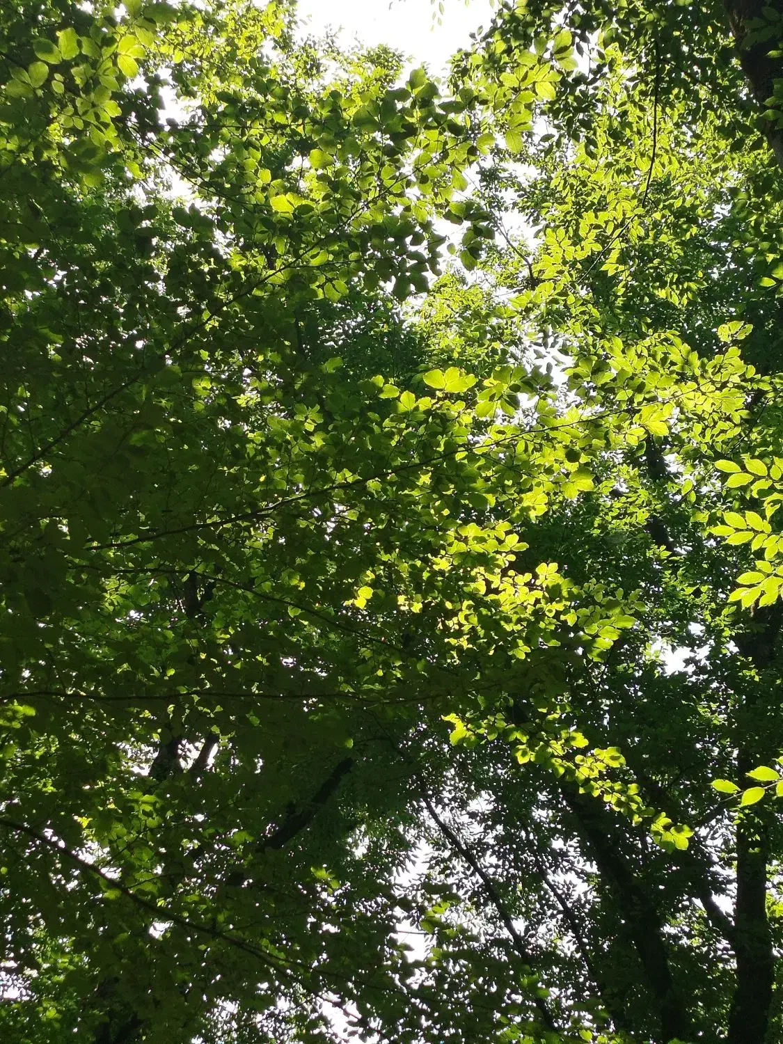 نظافت و نگهداری از سالمند|استخدام سرایداری و نظافت|سمنان, |دیوار