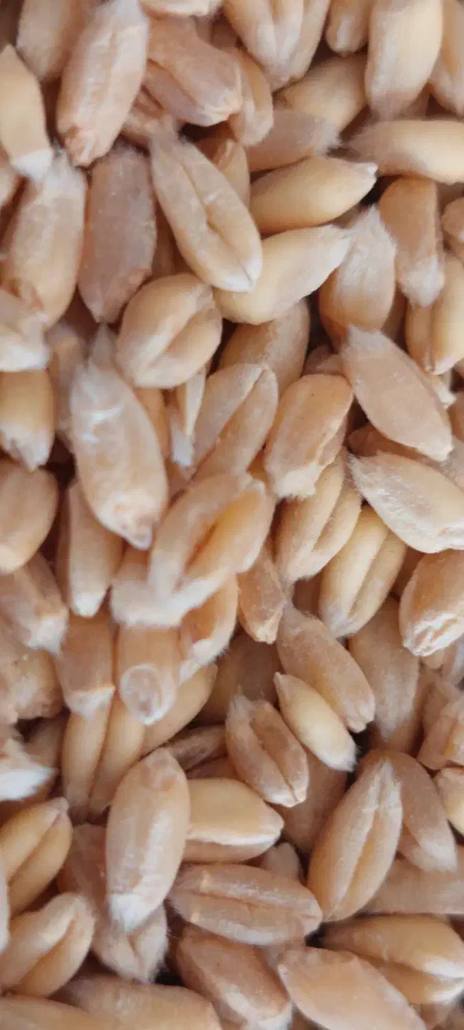 گندم بذری|خدمات باغبانی و درختکاری|داران, |دیوار