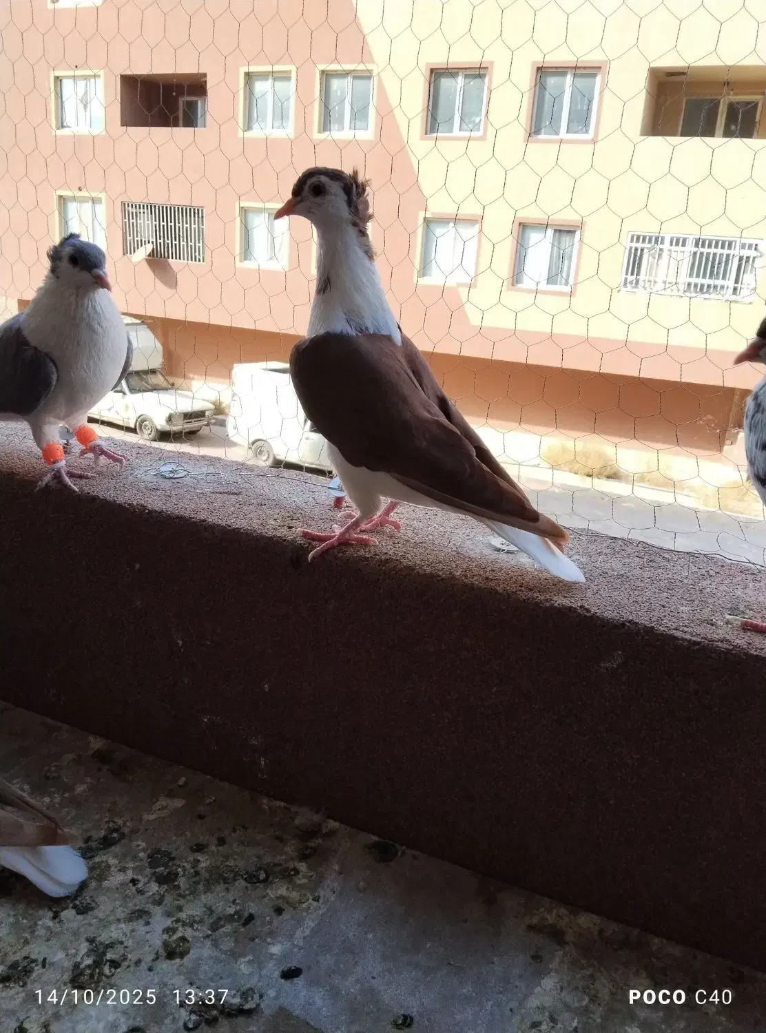 چار تا جوجه ساده کاکلی|پرنده|گلبهار, شهر جدید گلبهار|دیوار