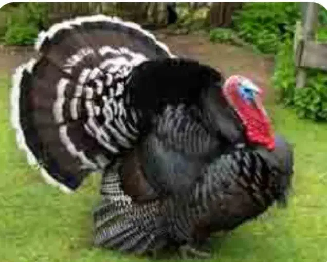 پرورش بوقلمون گوشتی|حیوانات مزرعه|مشهد, كنويست|دیوار