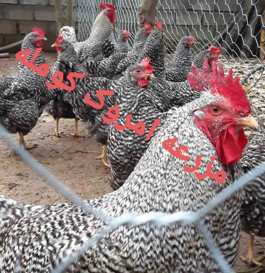 جوجه ی امروک آمریکایی اصیل|حیوانات مزرعه|لنگرود, |دیوار