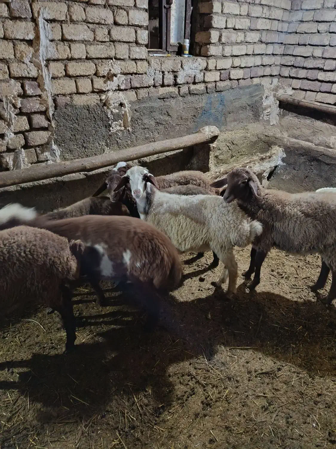 ۲۰ عدد|حیوانات مزرعه|سنقر, |دیوار