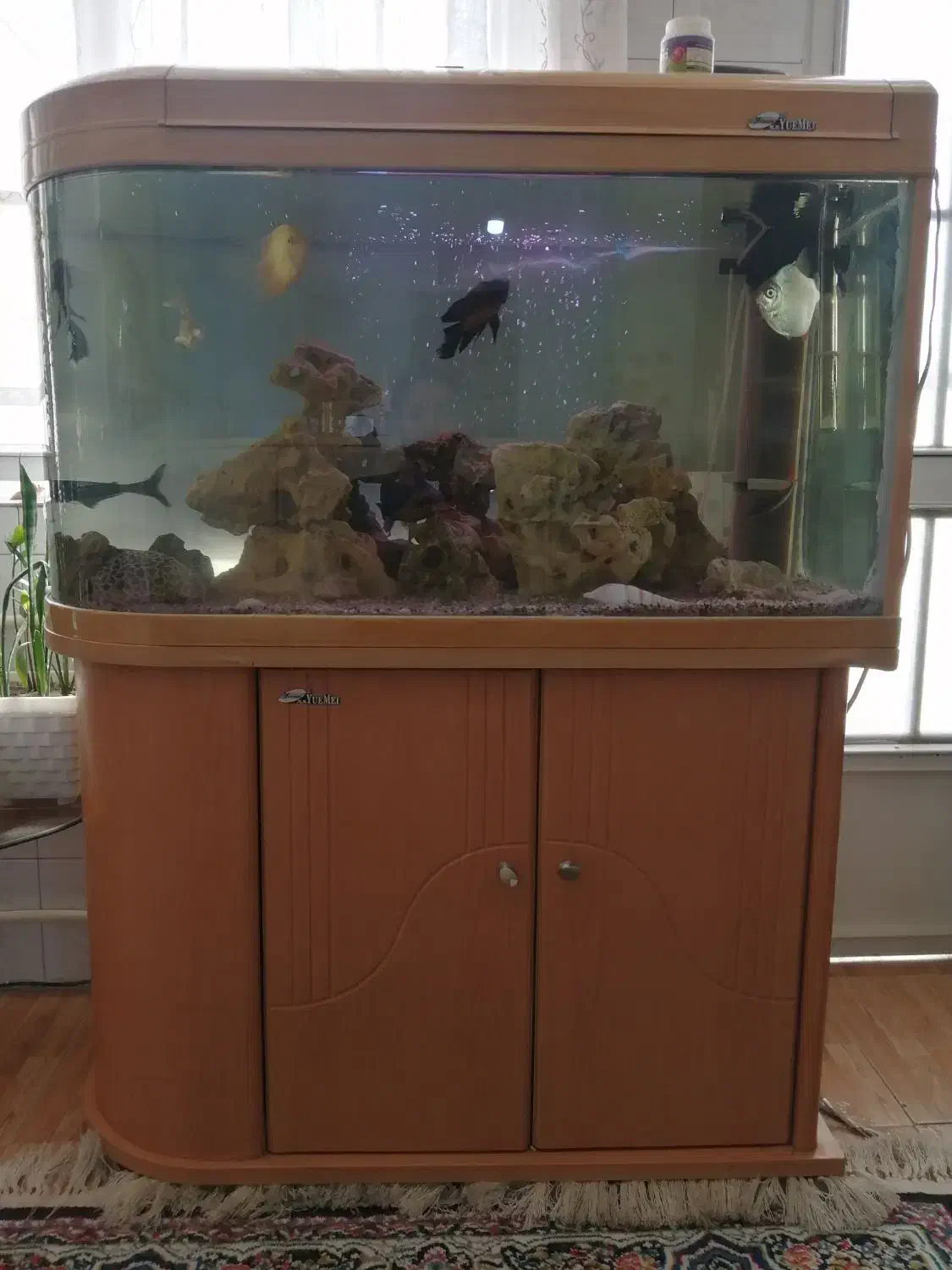 آکواریوم یو شکل (u) شیشه خم،کاملا سالم|ماهی|تهران, دهقان|دیوار