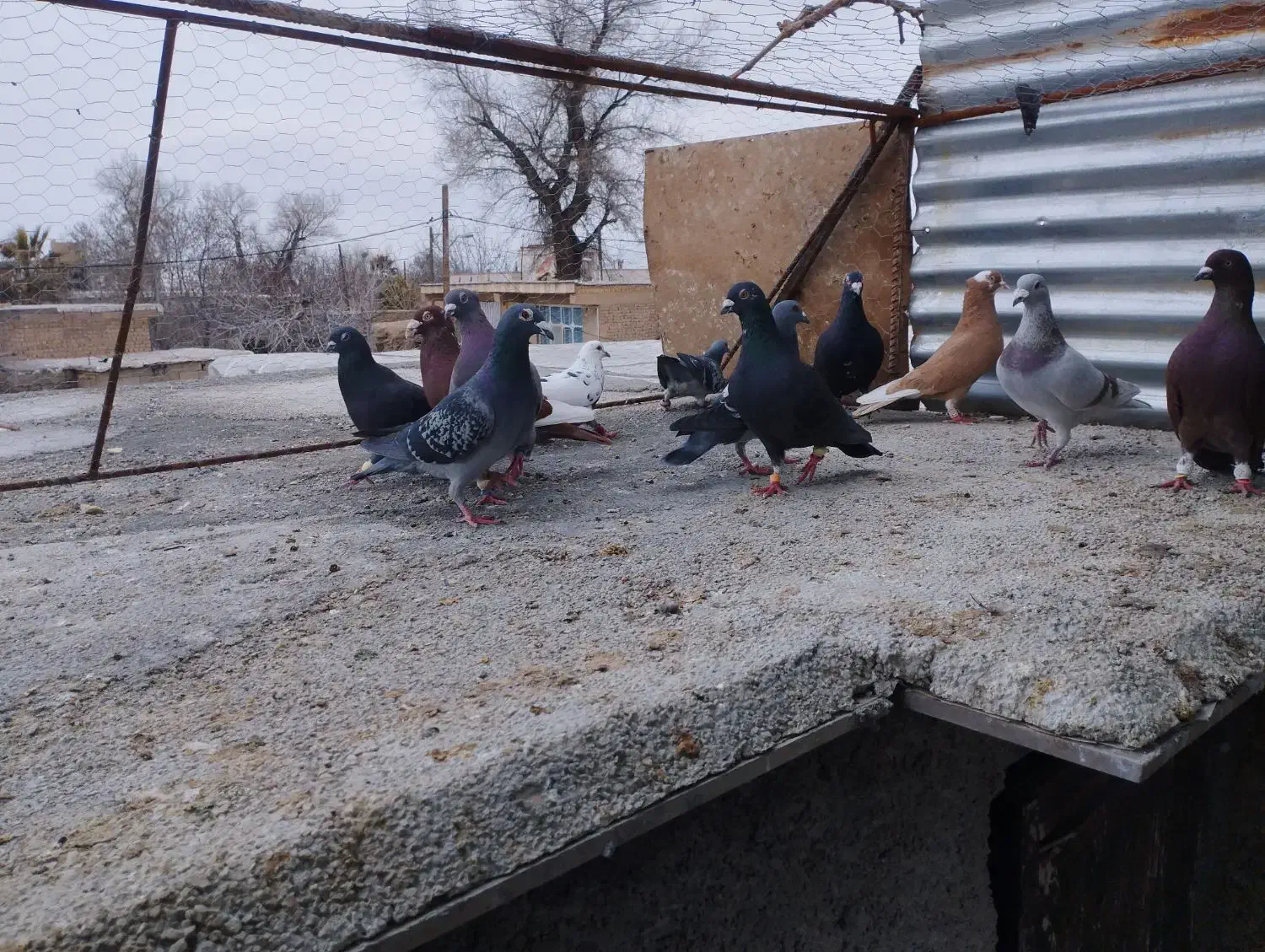 ۴۵۰۰|پرنده|مرودشت, رودبال|دیوار