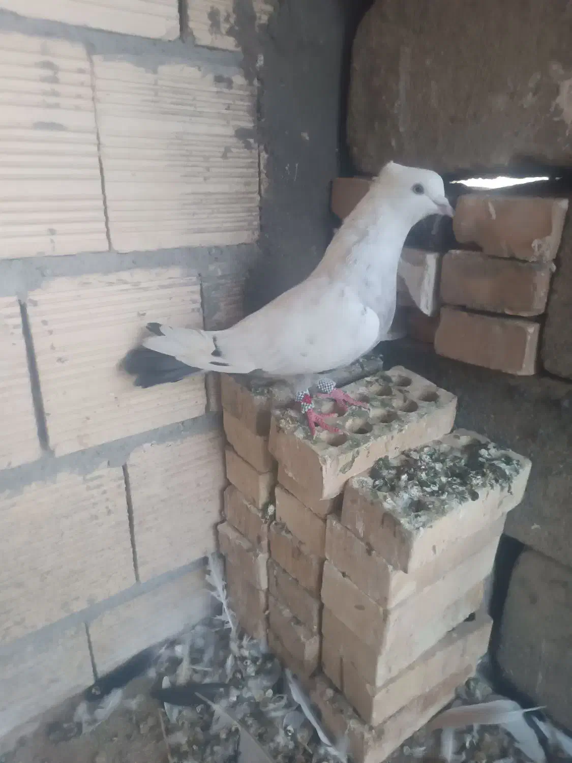 دم سبز ،یهودی سیاه ،دوکت سیاه المانی|پرنده|شوشتر, |دیوار