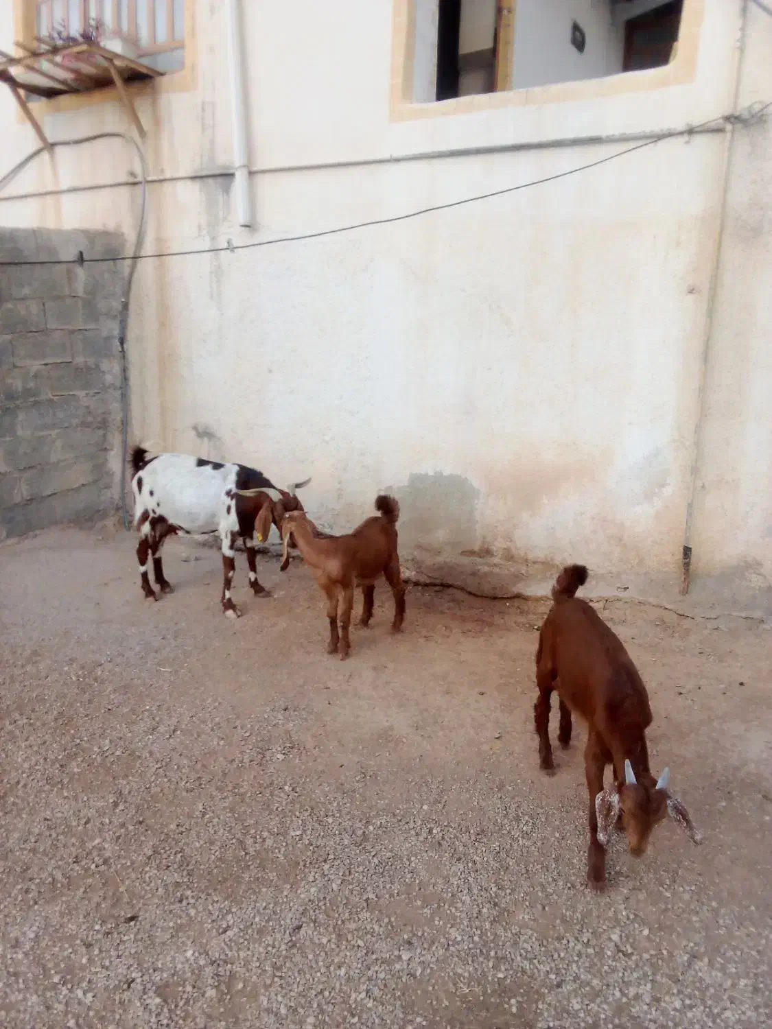 بزپاکستانی اصل با دو کهره|حیوانات مزرعه|کوه چنار, |دیوار